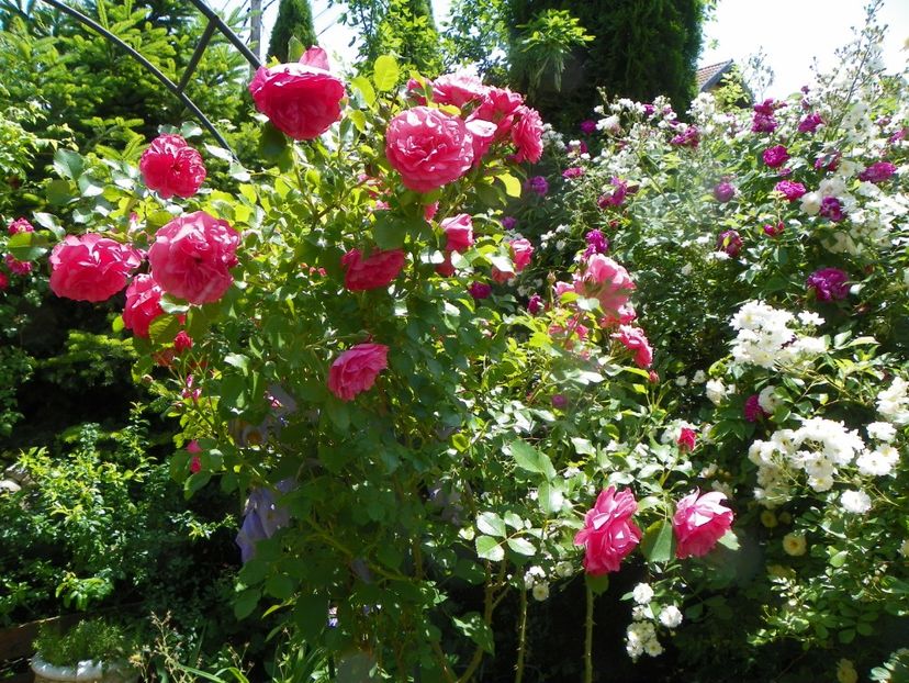 13 iun (248) - Trandafiri 2019