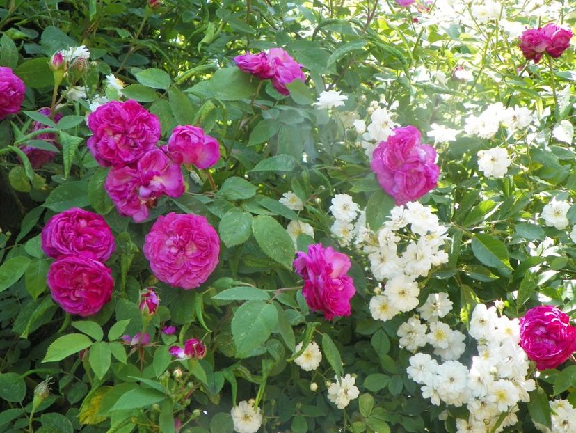 13 iun (250) - Trandafiri 2019