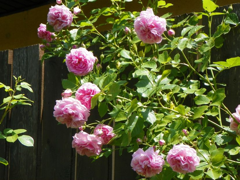 13 iun (257) - Trandafiri 2019