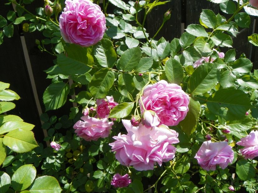 13 iun (259) - Trandafiri 2019