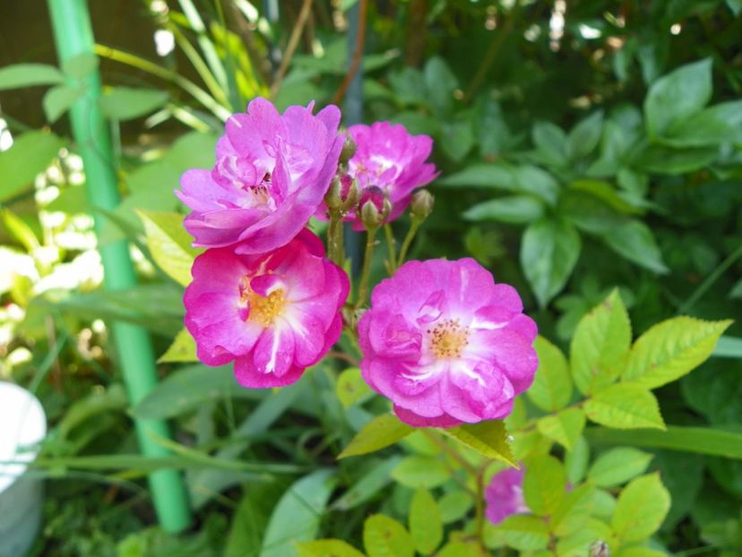 13 iun (261) - Trandafiri 2019