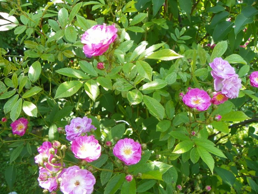 13 iun (263) - Trandafiri 2019