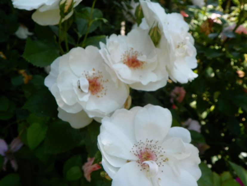 13 iun (268) - Trandafiri 2019