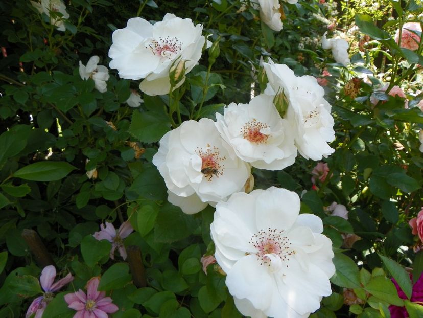 13 iun (269) - Trandafiri 2019