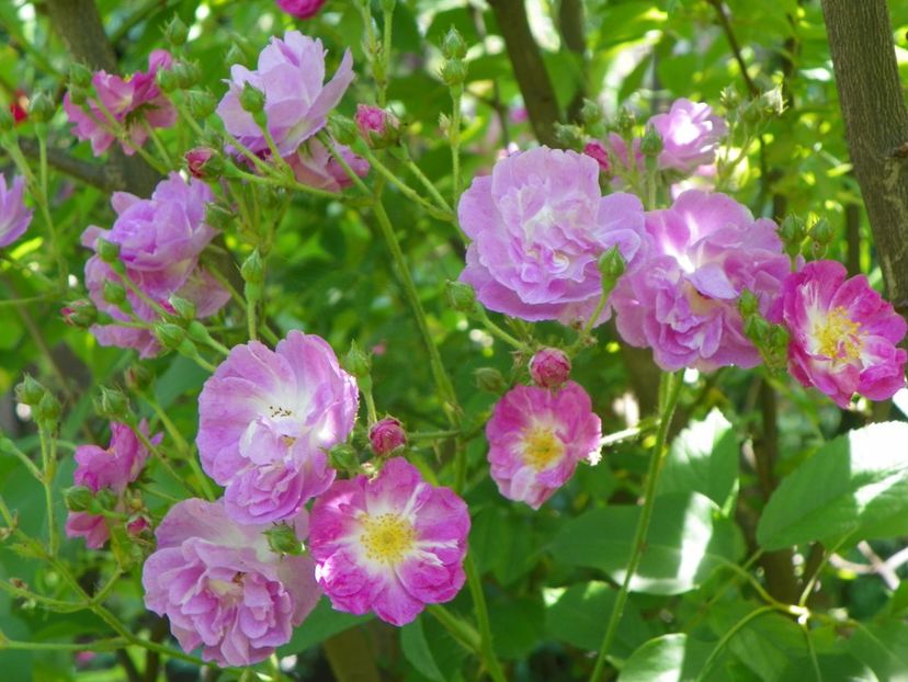 13 iun (276) - Trandafiri 2019