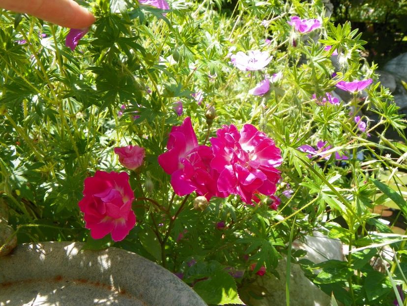 13 iun (277) - Trandafiri 2019