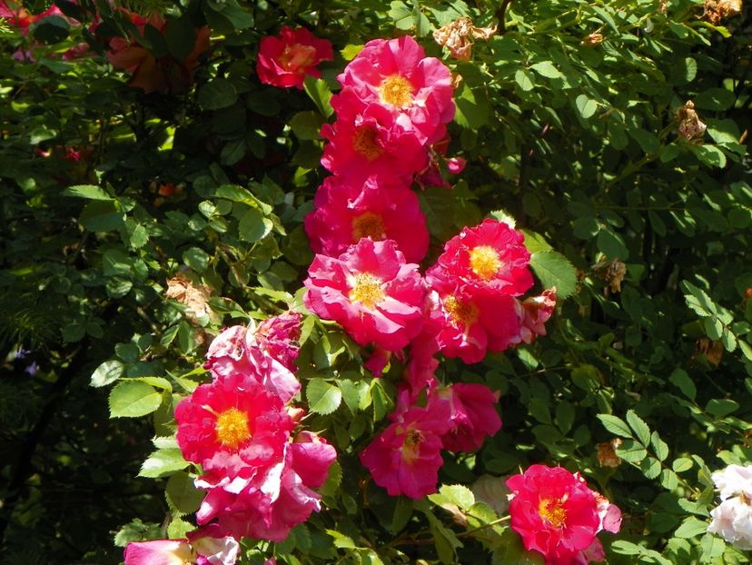 13 iun (278) - Trandafiri 2019