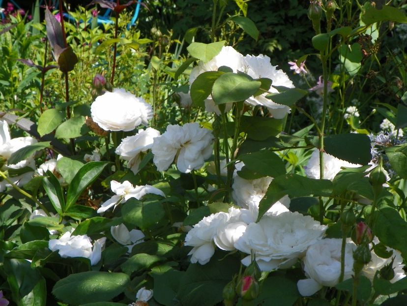 13 iun (280) - Trandafiri 2019