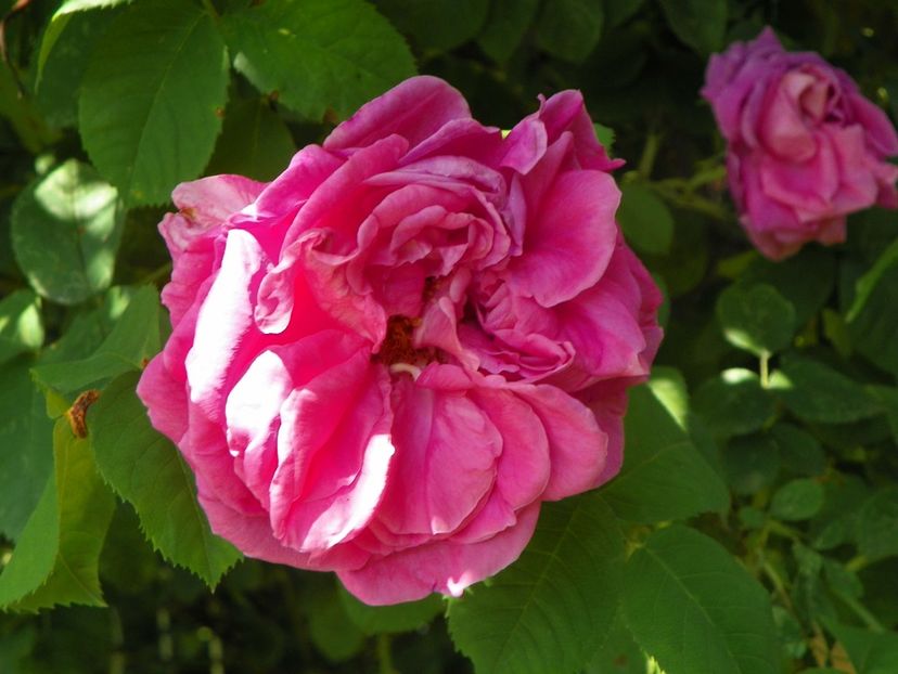 13 iun (284) - Trandafiri 2019