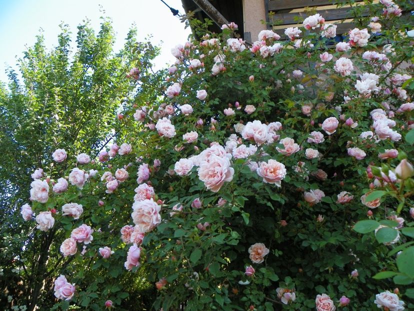 13 iun (290) - Trandafiri 2019