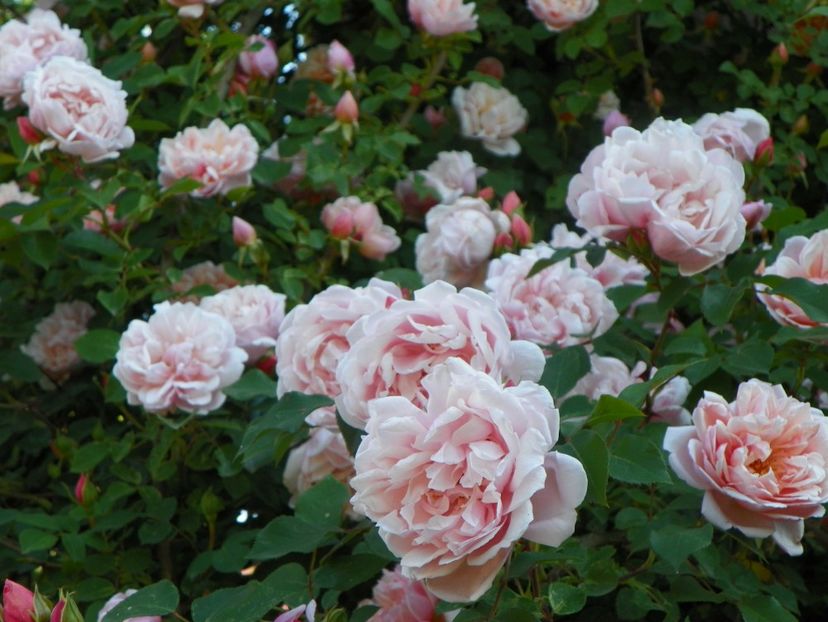 13 iun (291) - Trandafiri 2019