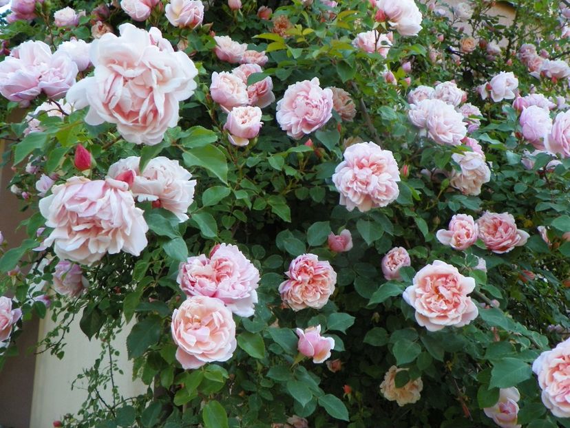 13 iun (292) - Trandafiri 2019