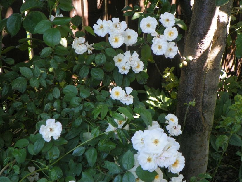 13 iun (293) - Trandafiri 2019