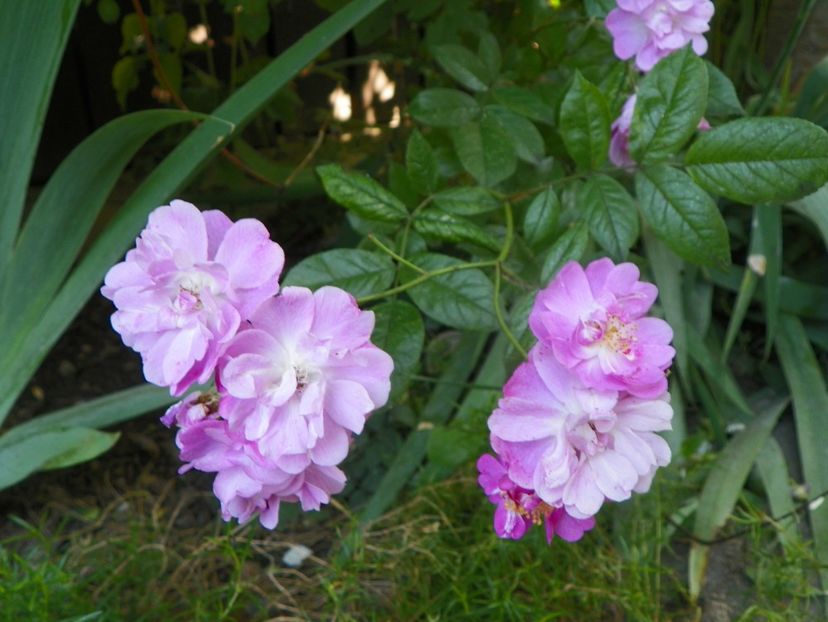 13 iun (294) - Trandafiri 2019