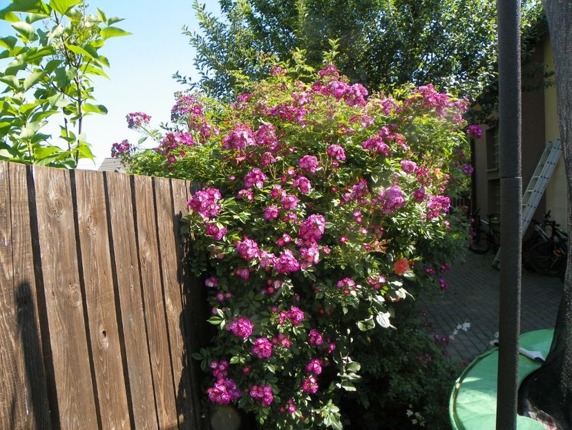 13 iun (296) - Trandafiri 2019