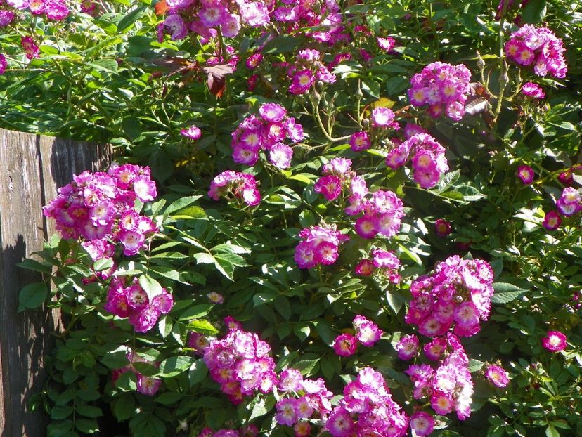 13 iun (297) - Trandafiri 2019