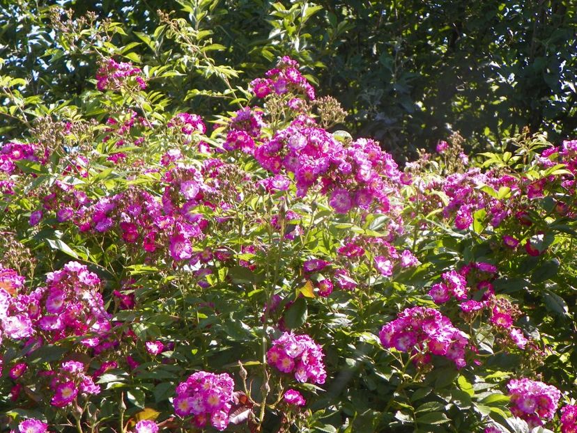 13 iun (298) - Trandafiri 2019