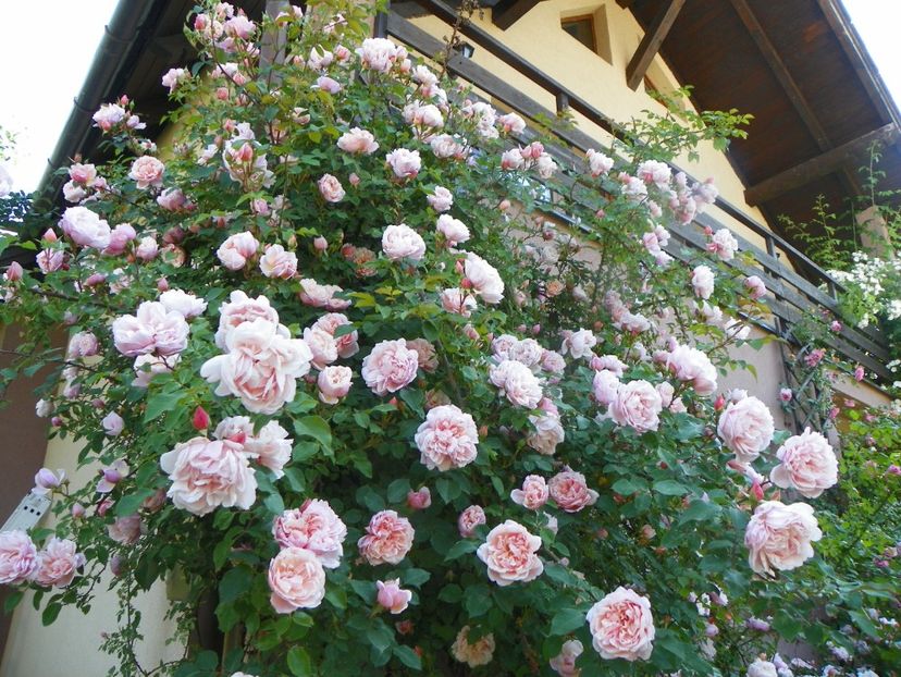 13 iun (299) - Trandafiri 2019