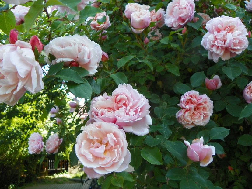 13 iun (300) - Trandafiri 2019