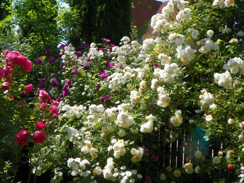 13 iun (305) - Trandafiri 2019