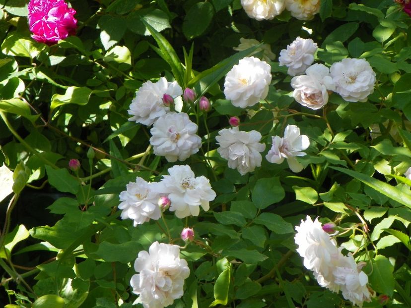 13 iun (306) - Trandafiri 2019