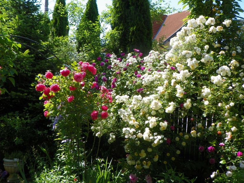 13 iun (307) - Trandafiri 2019