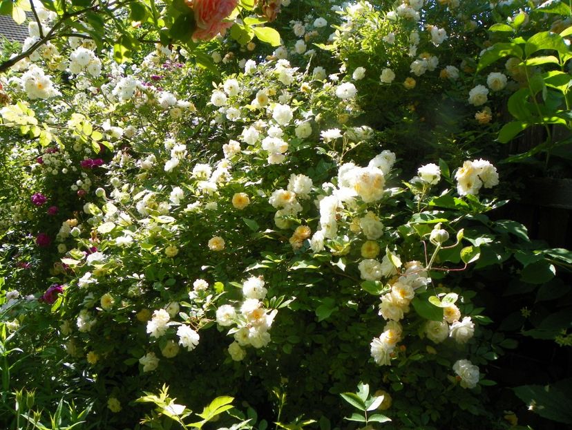 13 iun (309) - Trandafiri 2019