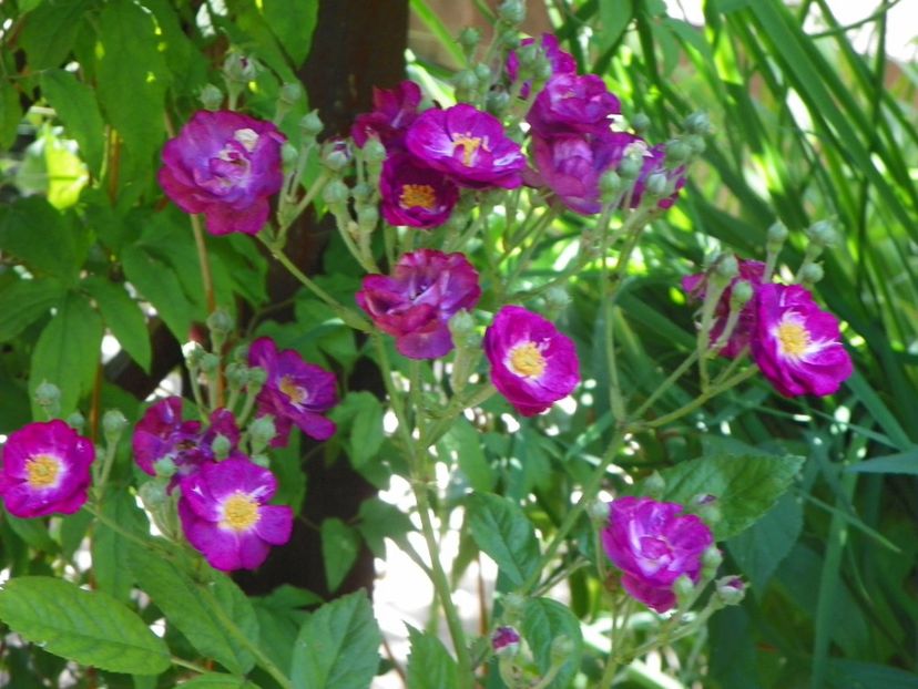 13 iun (314) - Trandafiri 2019