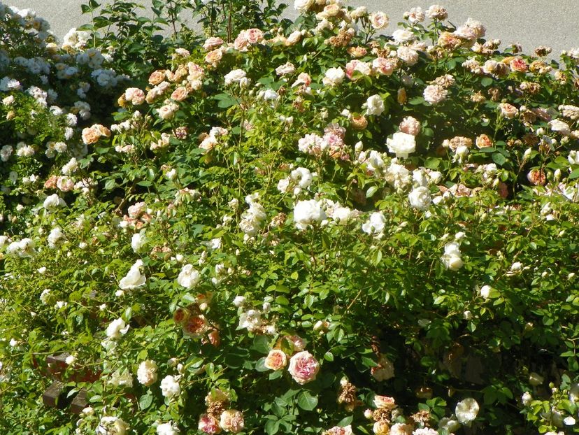 13 iun (321) - Trandafiri 2019