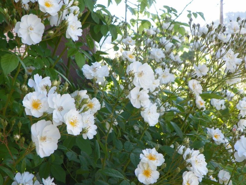 13 iun (325) - Trandafiri 2019