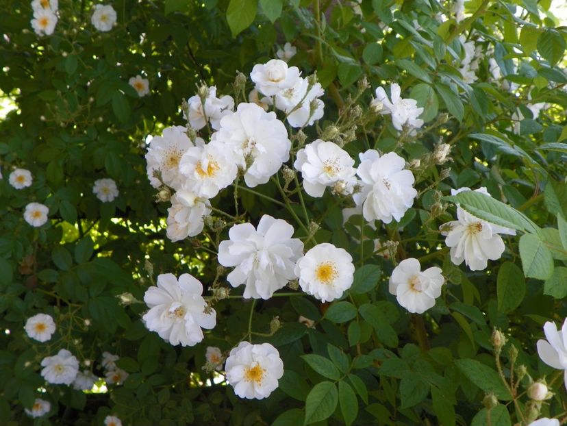 13 iun (326) - Trandafiri 2019