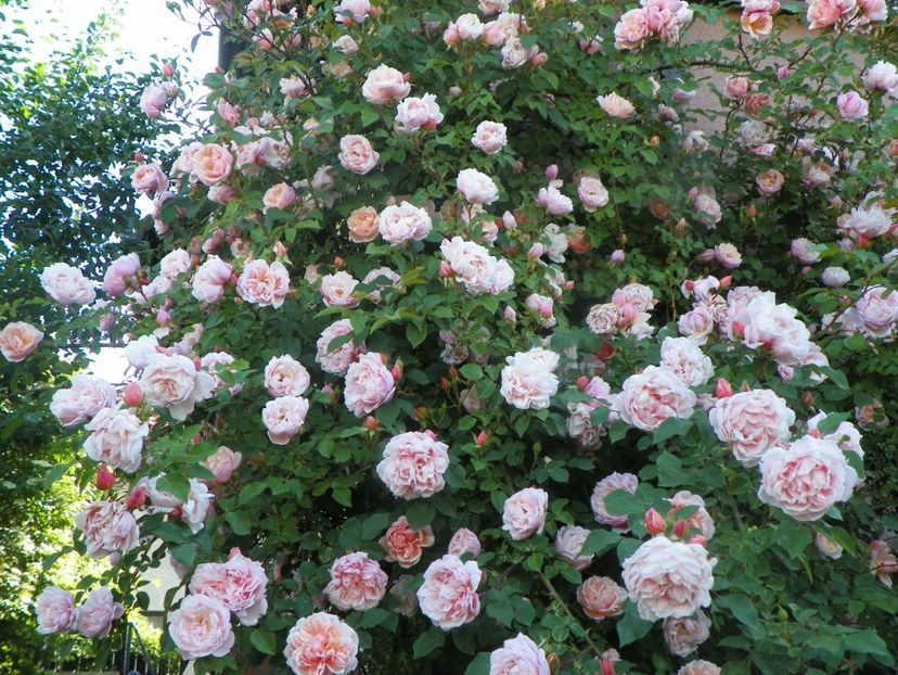 13 iun (345) - Trandafiri 2019