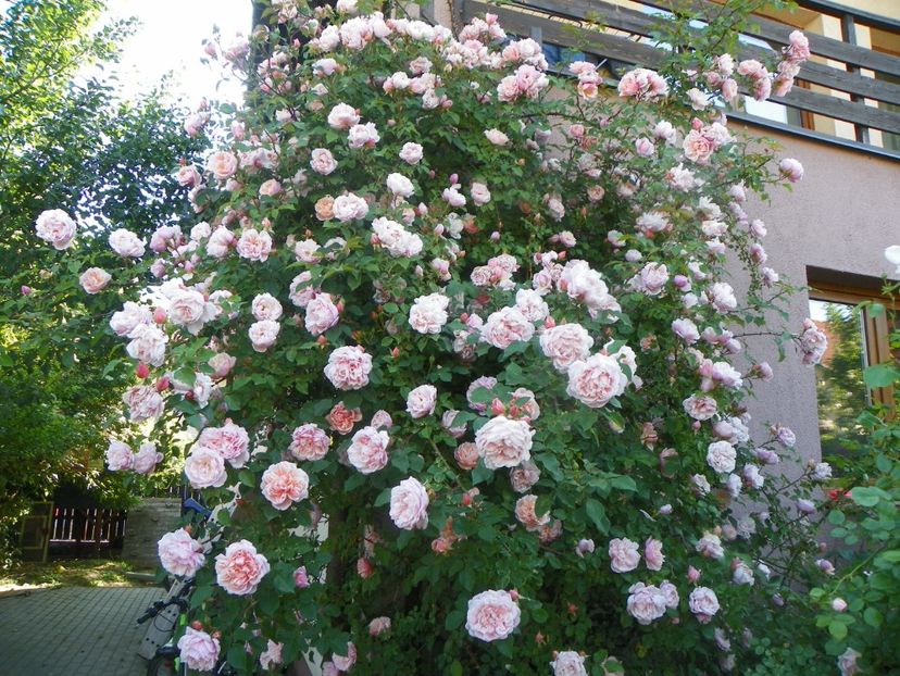 13 iun (346) - Trandafiri 2019