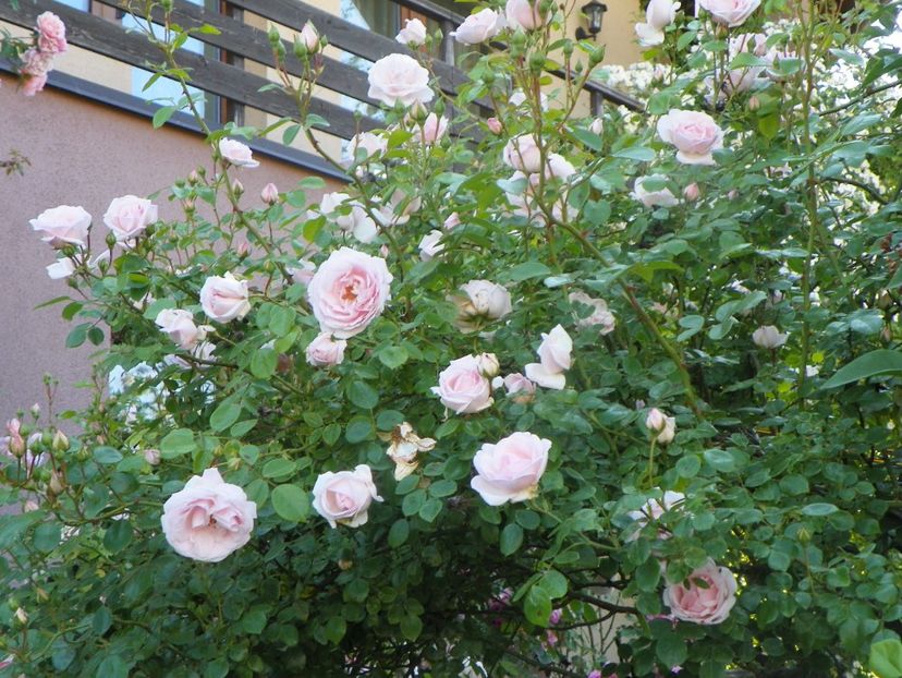 13 iun (347) - Trandafiri 2019