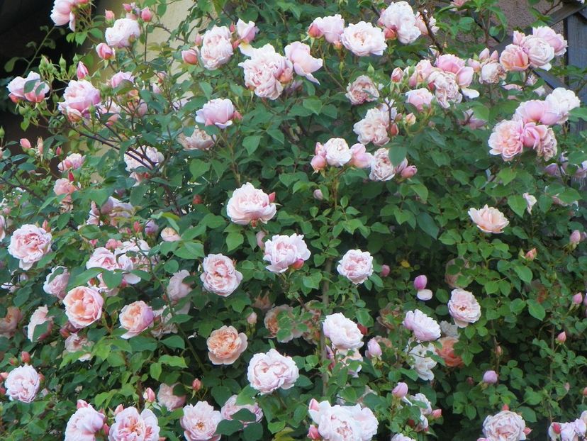 13 iun (348) - Trandafiri 2019