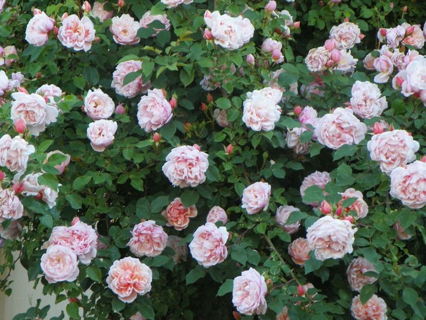 13 iun (349) - Trandafiri 2019