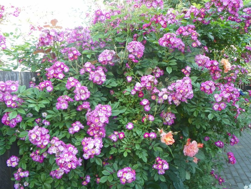 13 iun (350) - Trandafiri 2019