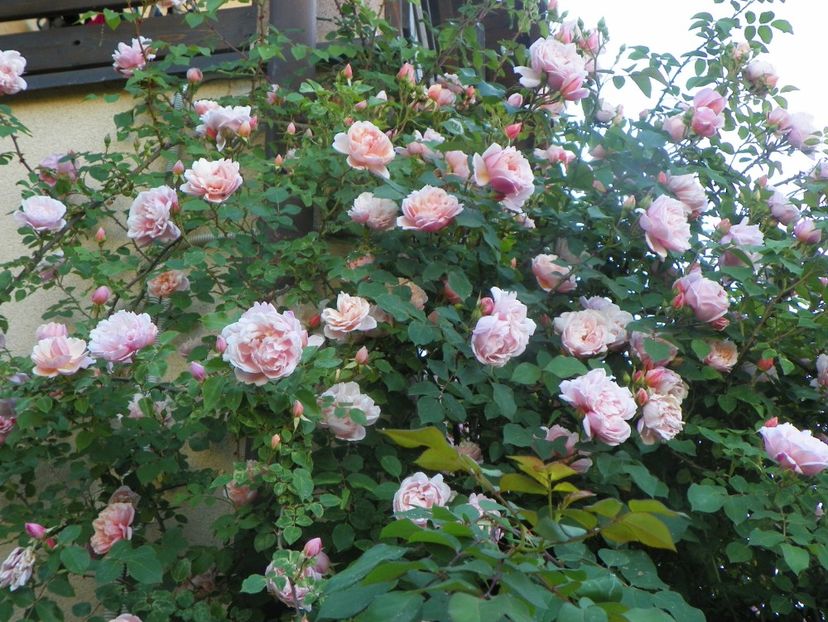 13 iun (355) - Trandafiri 2019