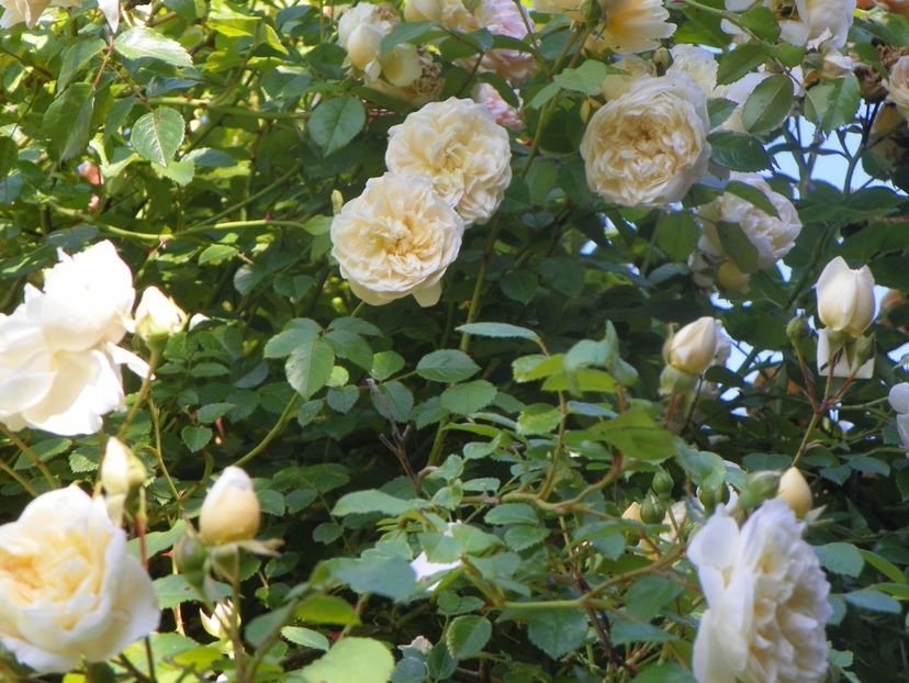 13 iun (361) - Trandafiri 2019