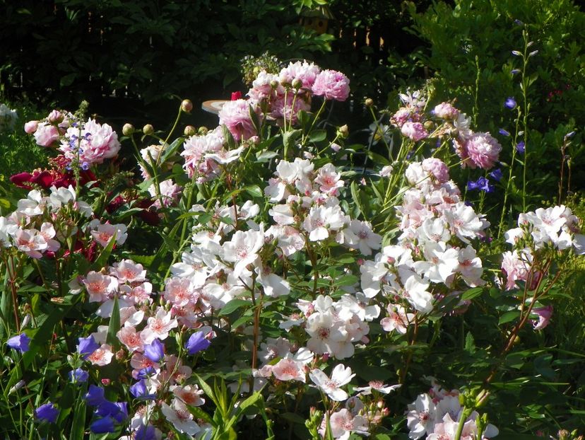 13 iun (363) - Trandafiri 2019