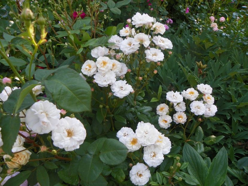 13 iun (367) - Trandafiri 2019