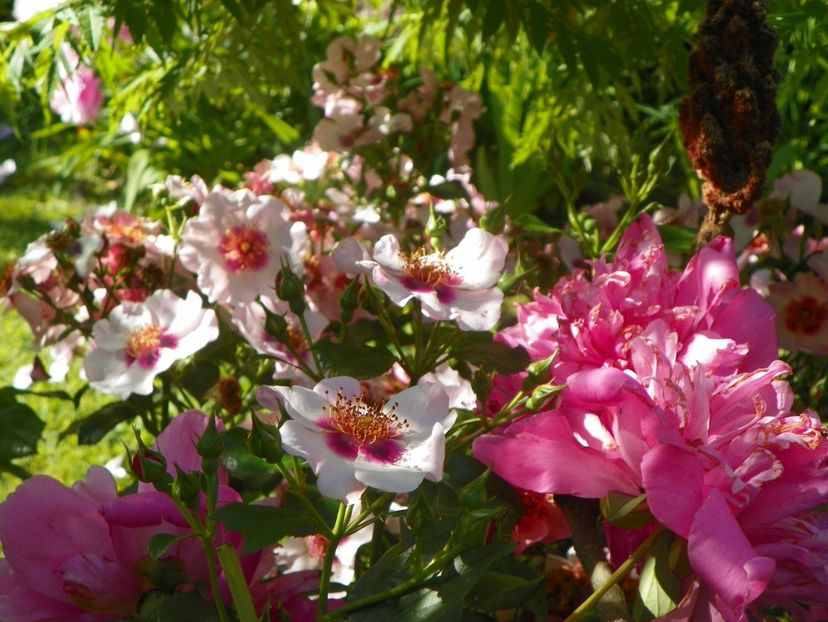 13 iun (368) - Trandafiri 2019