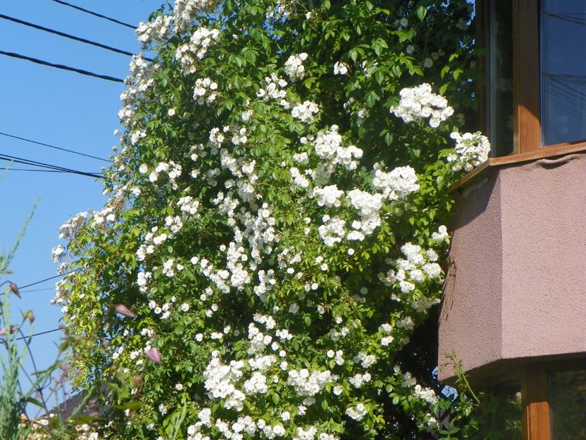 13 iun (371) - Trandafiri 2019