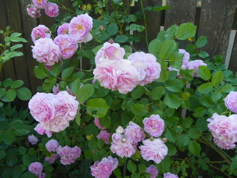 13 iun (373) - Trandafiri 2019