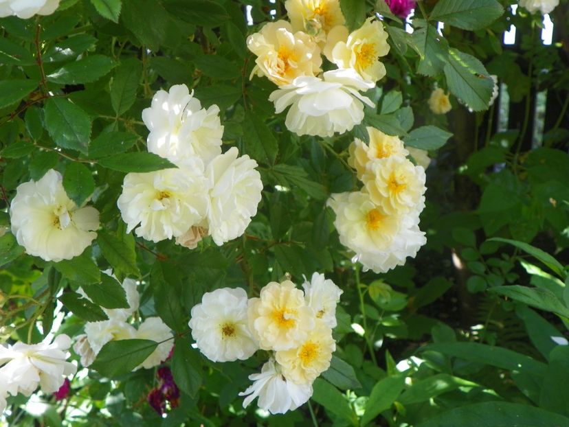 13 iun (376) - Trandafiri 2019