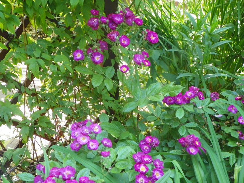 13 iun (378) - Trandafiri 2019