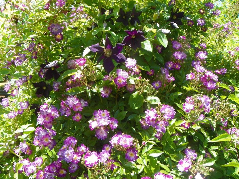 15 iun (2) - Trandafiri 2019