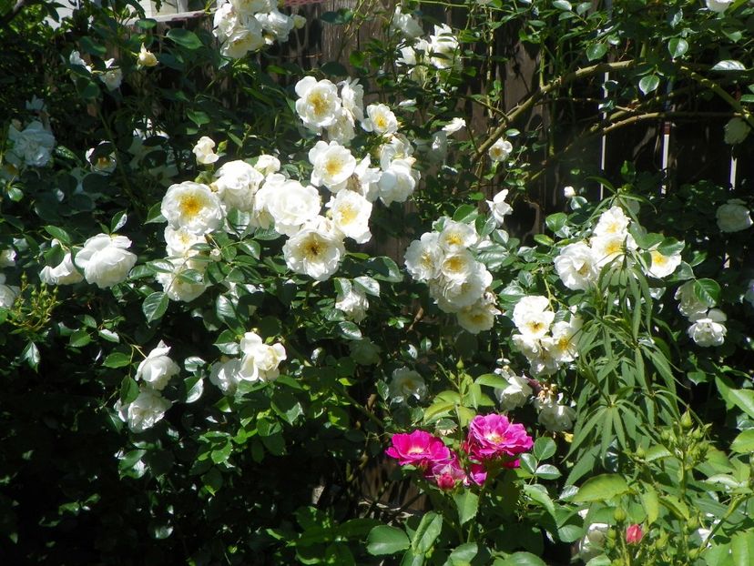 15 iun (5) - Trandafiri 2019