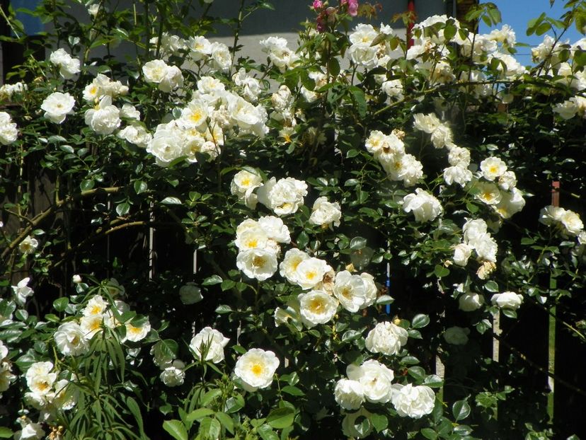 15 iun (6) - Trandafiri 2019