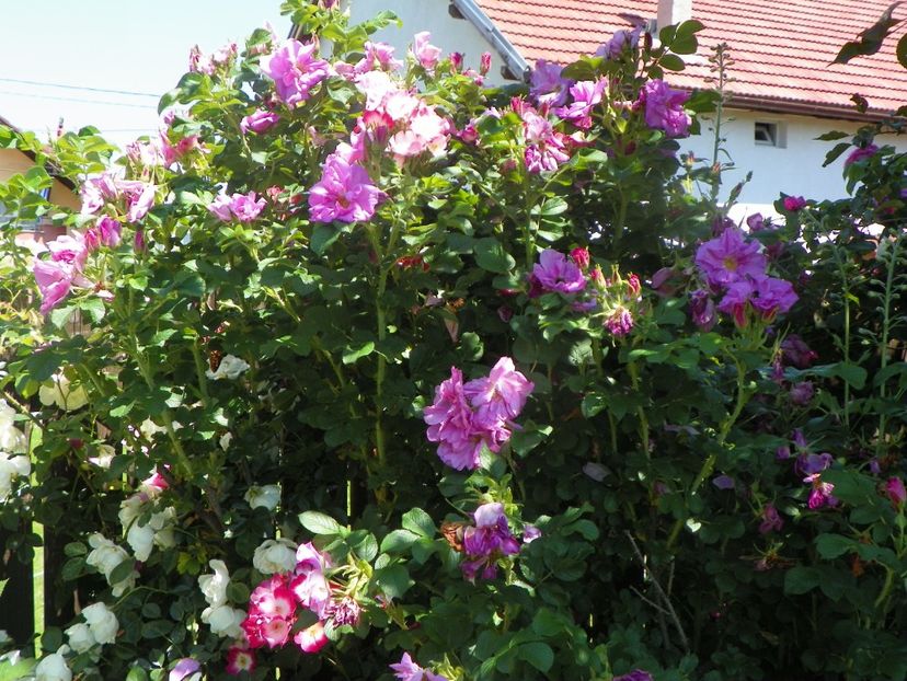 15 iun (7) - Trandafiri 2019